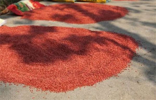 小麦拌种注意事项