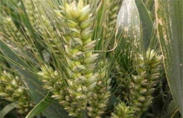 小麦发黄干尖怎么办？