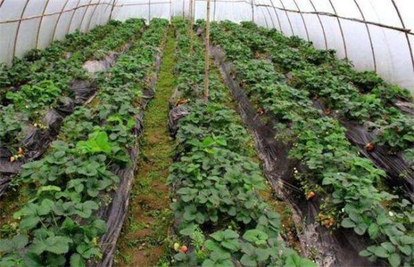 草莓如何防冻越冬