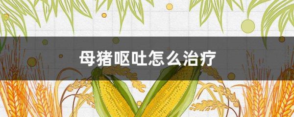 母猪呕吐怎么治疗