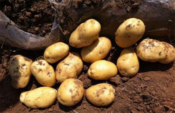 马铃薯冬季种植注意事项