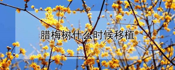 腊梅树什么时候移植