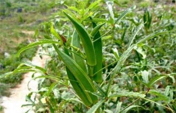 一亩秋葵的利润有多少？