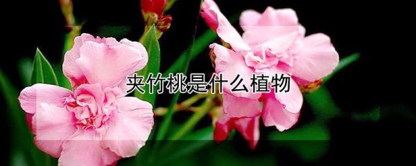 夹竹桃是什么植物