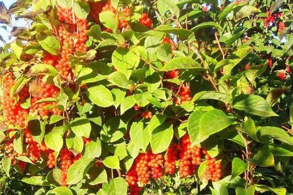 五味子树长什么样