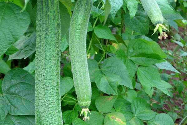 丝瓜怎么种植才能出苗