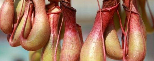 猪笼草怎么分雌雄