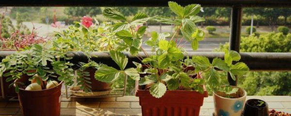 植物为什么要浇水