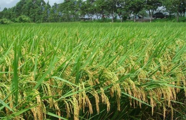 水稻亩产量多少？