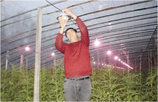 冬季温室大棚低温寡照怎么办？