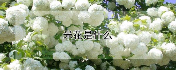 米花是什么