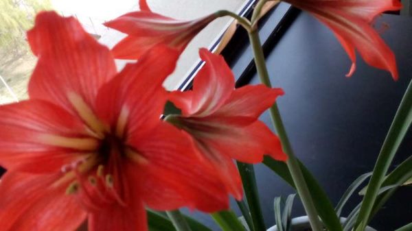 对对红叶子太长怎么办