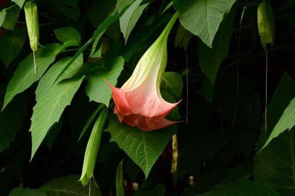 曼陀罗花有没有毒性