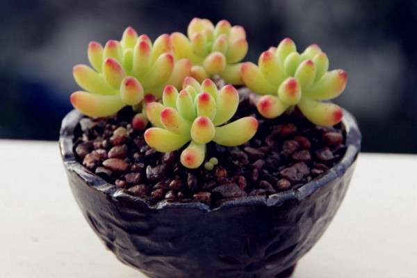 乙女心和虹之玉的区别