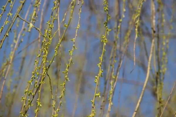 树木生根剂用什么代替