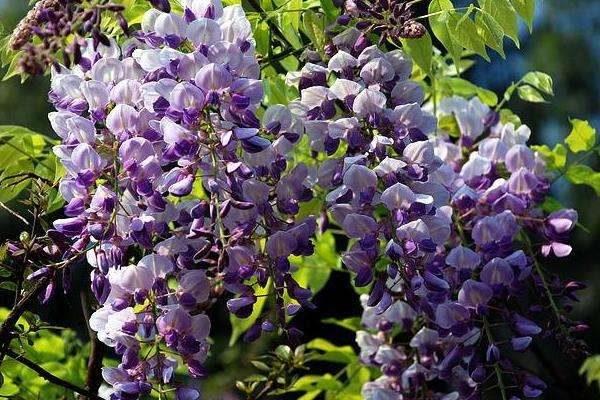 碱性土壤适合种植什么？