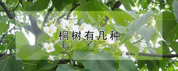 桐树有几种