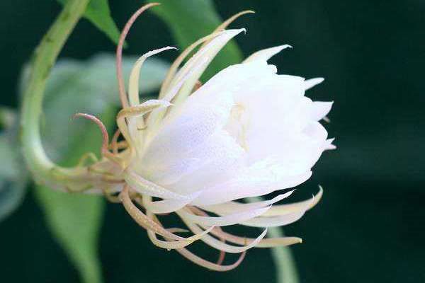 昙花什么时候开花