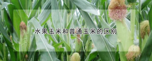 水果玉米和普通玉米的区别