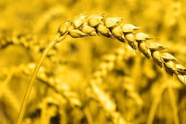 小麦的品种有哪些？