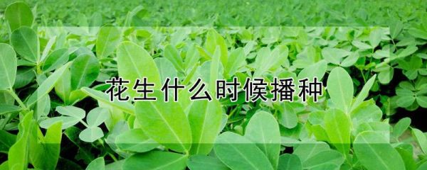 花生什么时候播种