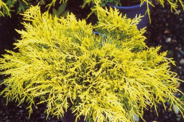 路边绿化柏树品种