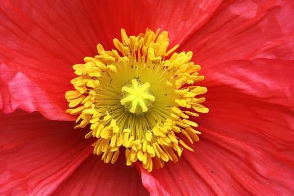 花蕾和花蕊什么区别