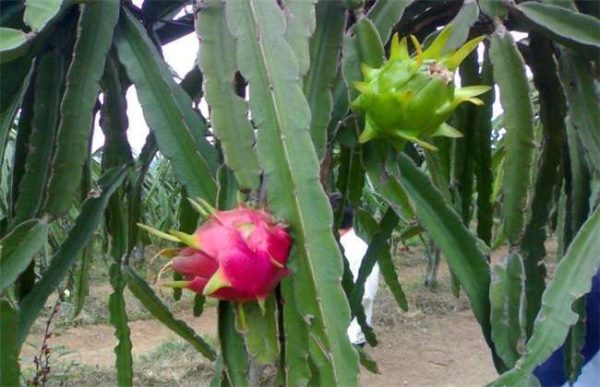 火龙果怎么增甜