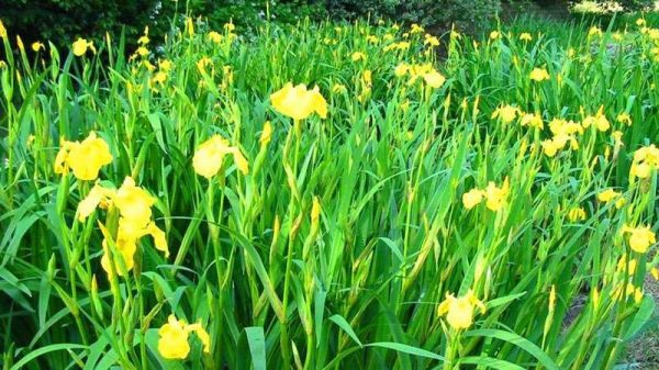 菖蒲是什么植物