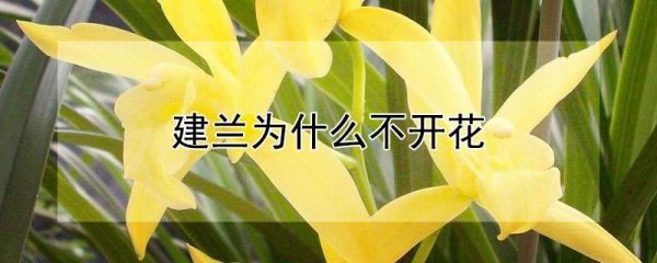 建兰为什么不开花