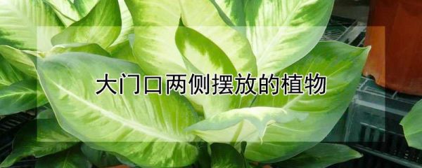 大门口两侧摆放的植物