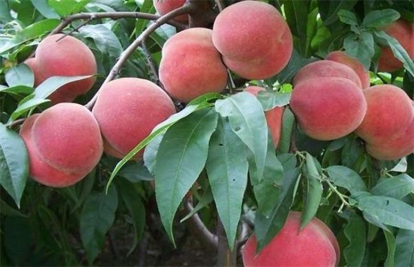 桃树盛果期管理要点