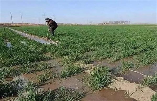 小麦浇冻水的好处