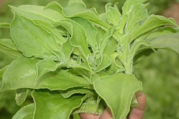 冰菜的种植方法和时间