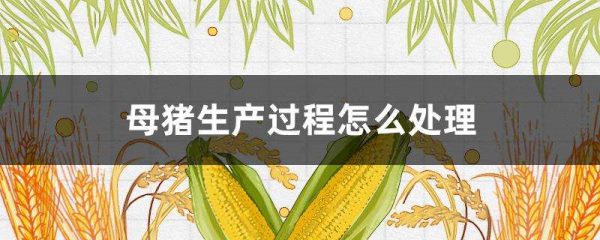 母猪生产过程怎么多久？