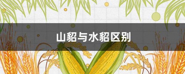 山貂与水貂区别？