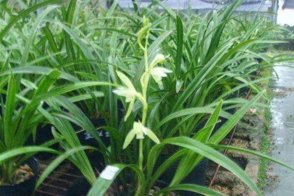 金丝马尾兰几月开花