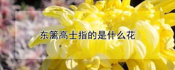 东篱高士指的是什么花