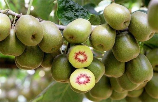 种植10亩红心猕猴桃需投资多少？