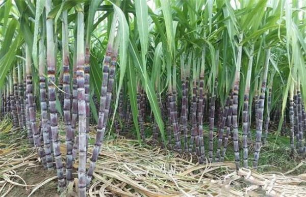 甘蔗一直不长怎么办？