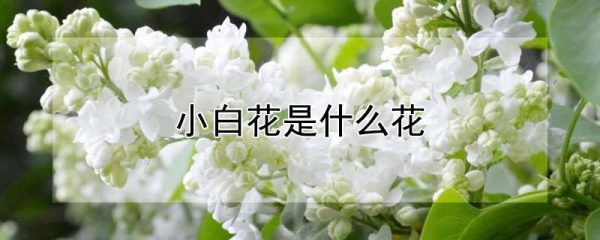 小白花是什么花