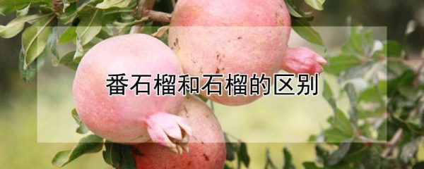 番石榴和石榴的区别