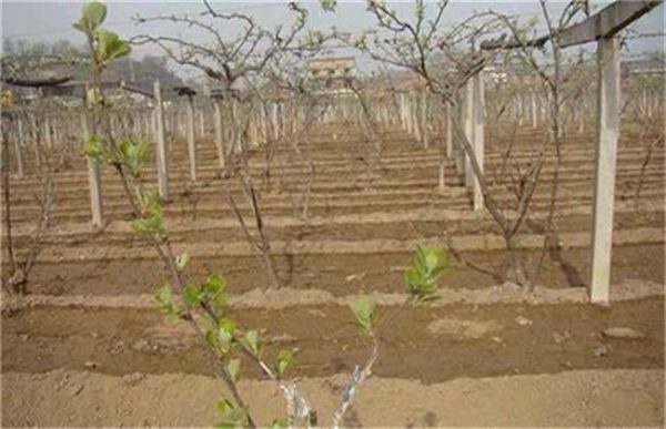 早春猕猴桃该如何管理