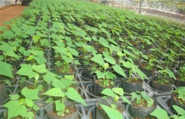 怎样选择木瓜苗