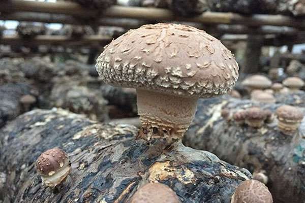 香菇种植技术