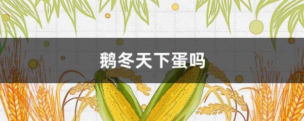 鹅冬天下蛋吗？