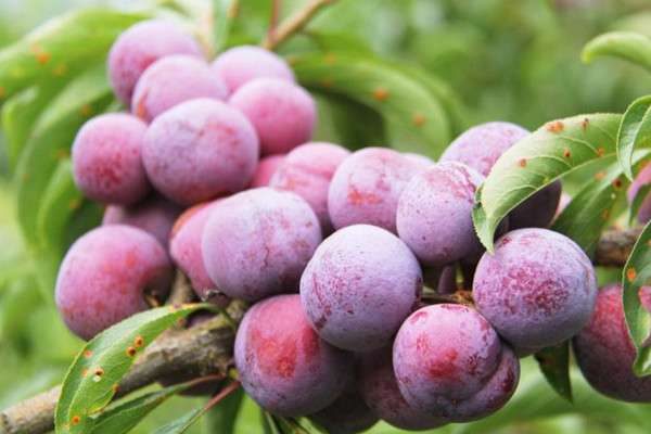 李子的营养价值