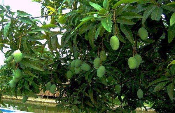 芒果树在北方能种吗？