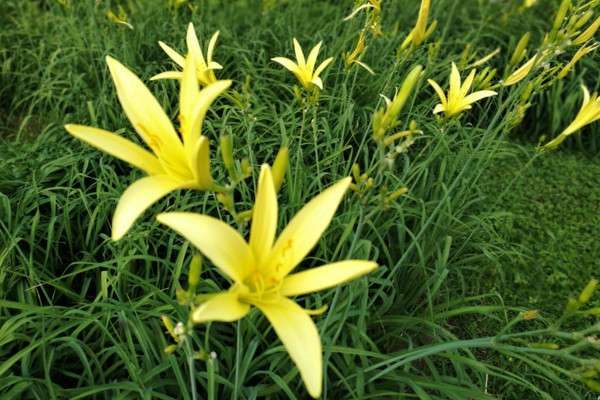 黄花菜有毒吗？