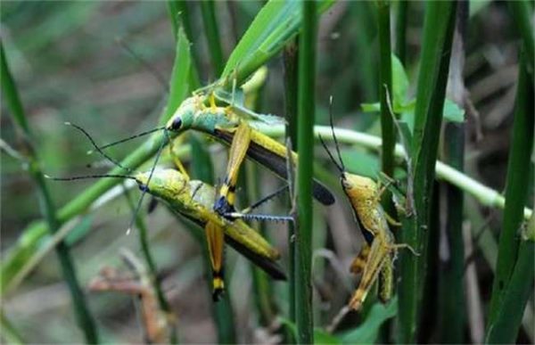 蝗灾怎么形成的